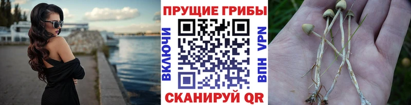 мега вход  Кирсанов  Псилоцибиновые грибы GOLDEN TEACHER  купить наркотики цена 
